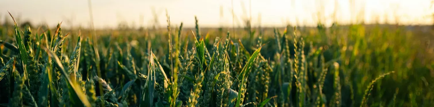 Imagen de un campo de trigo para la campaña otoño