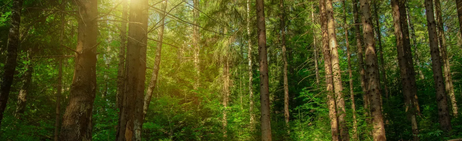 Bosque con árboles altos, verdes y frondosos, con luz natural.